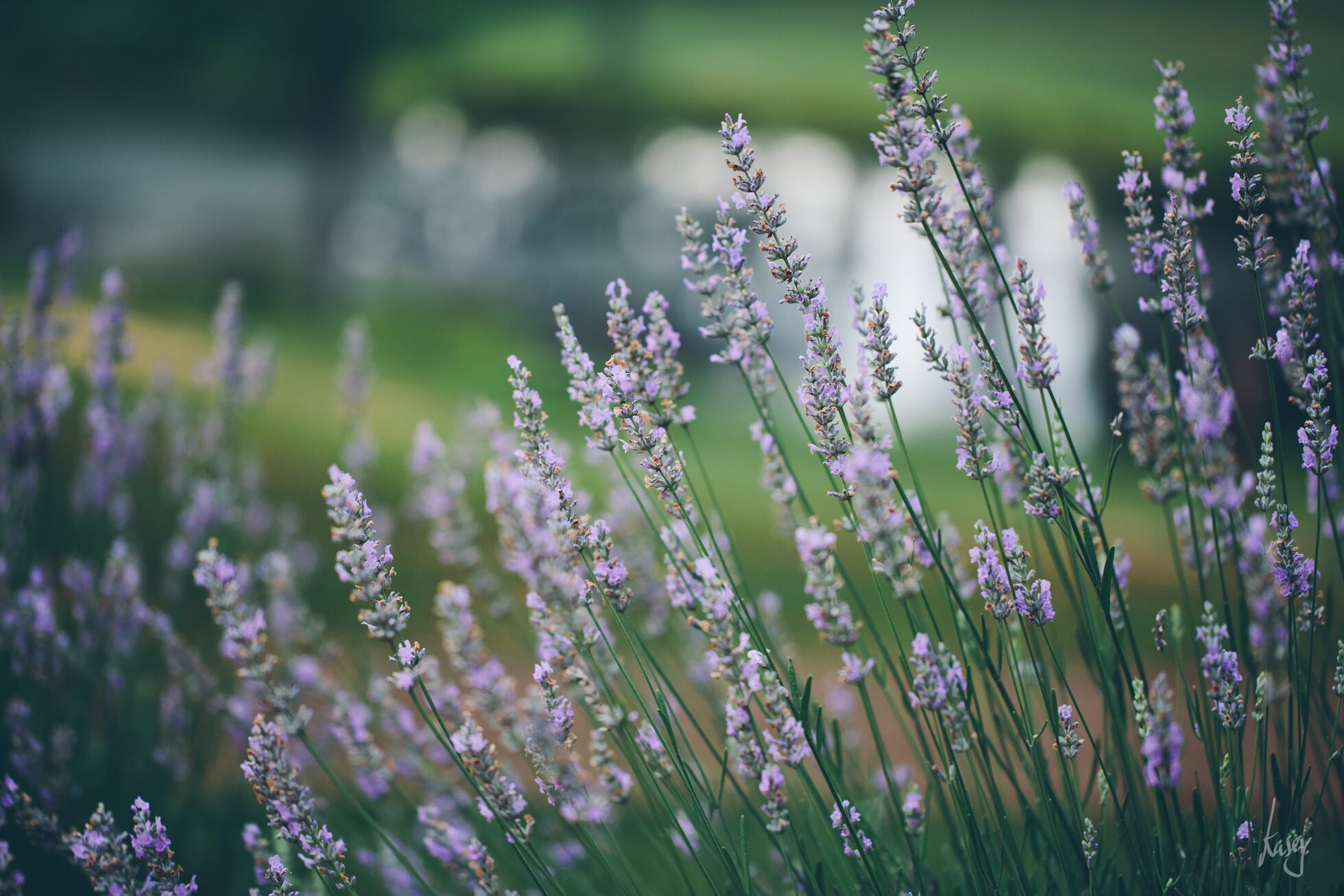 vineyard wedding photography, kasey loftin photography