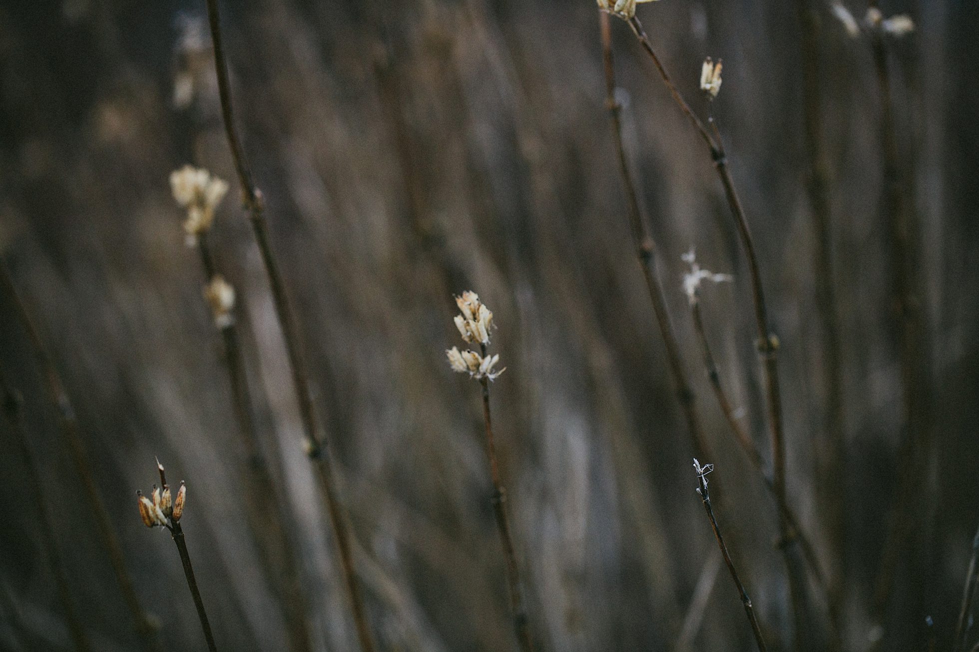 black balsam engagement photos, kasey loftin photography