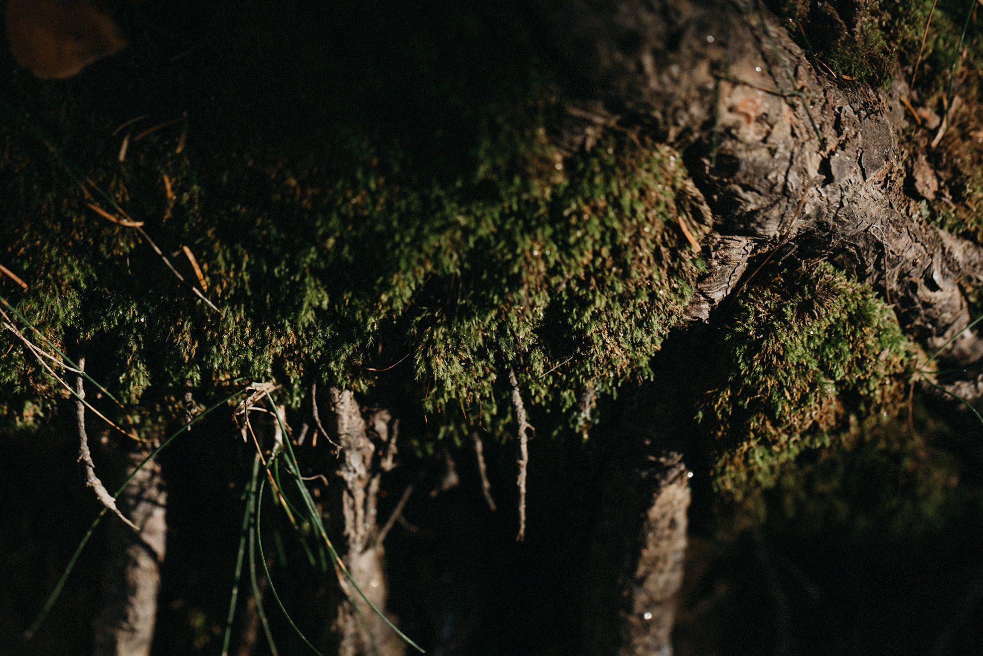 asheville wedding photographer, kasey loftin photography