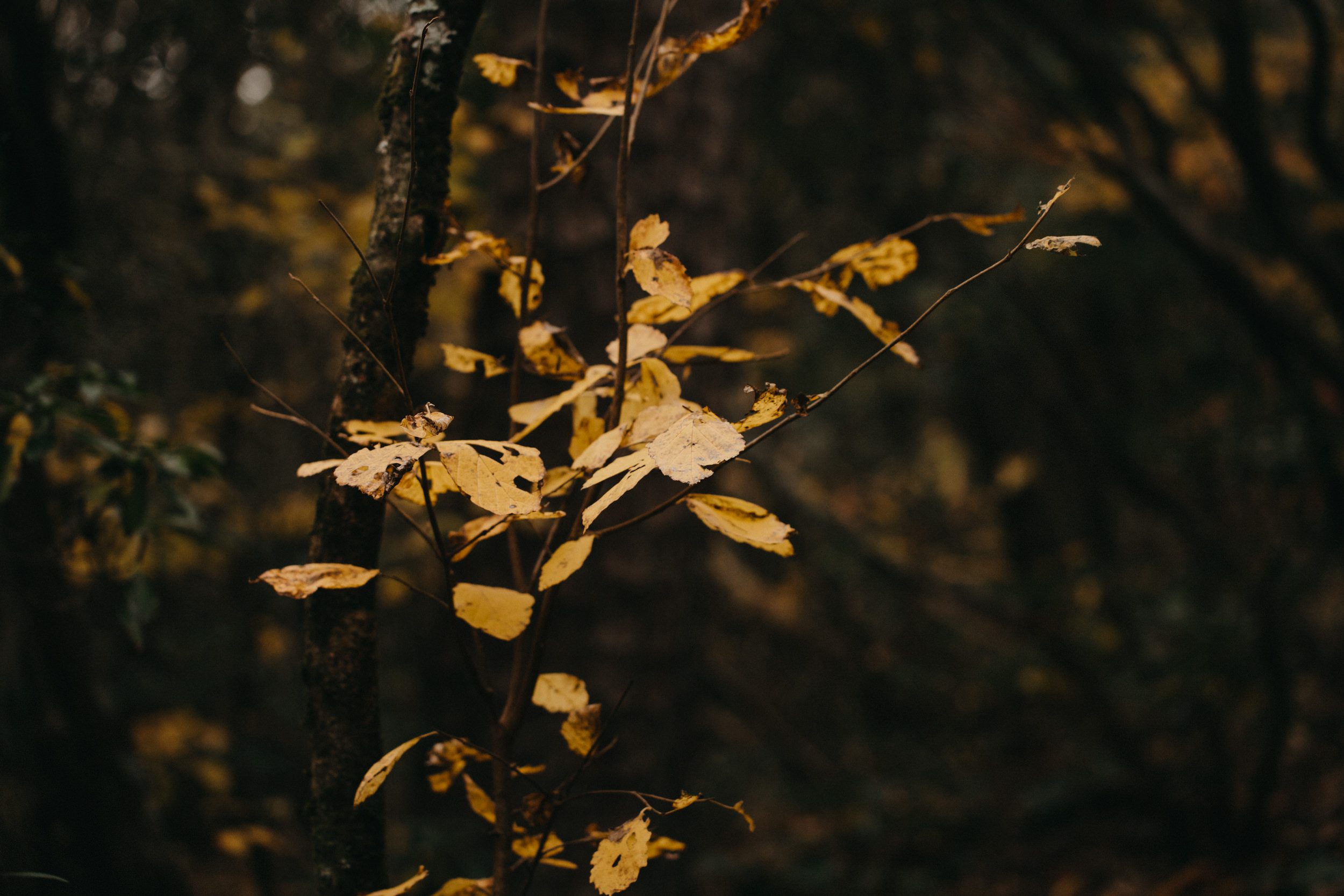 asheville engagement photos, kasey loftin