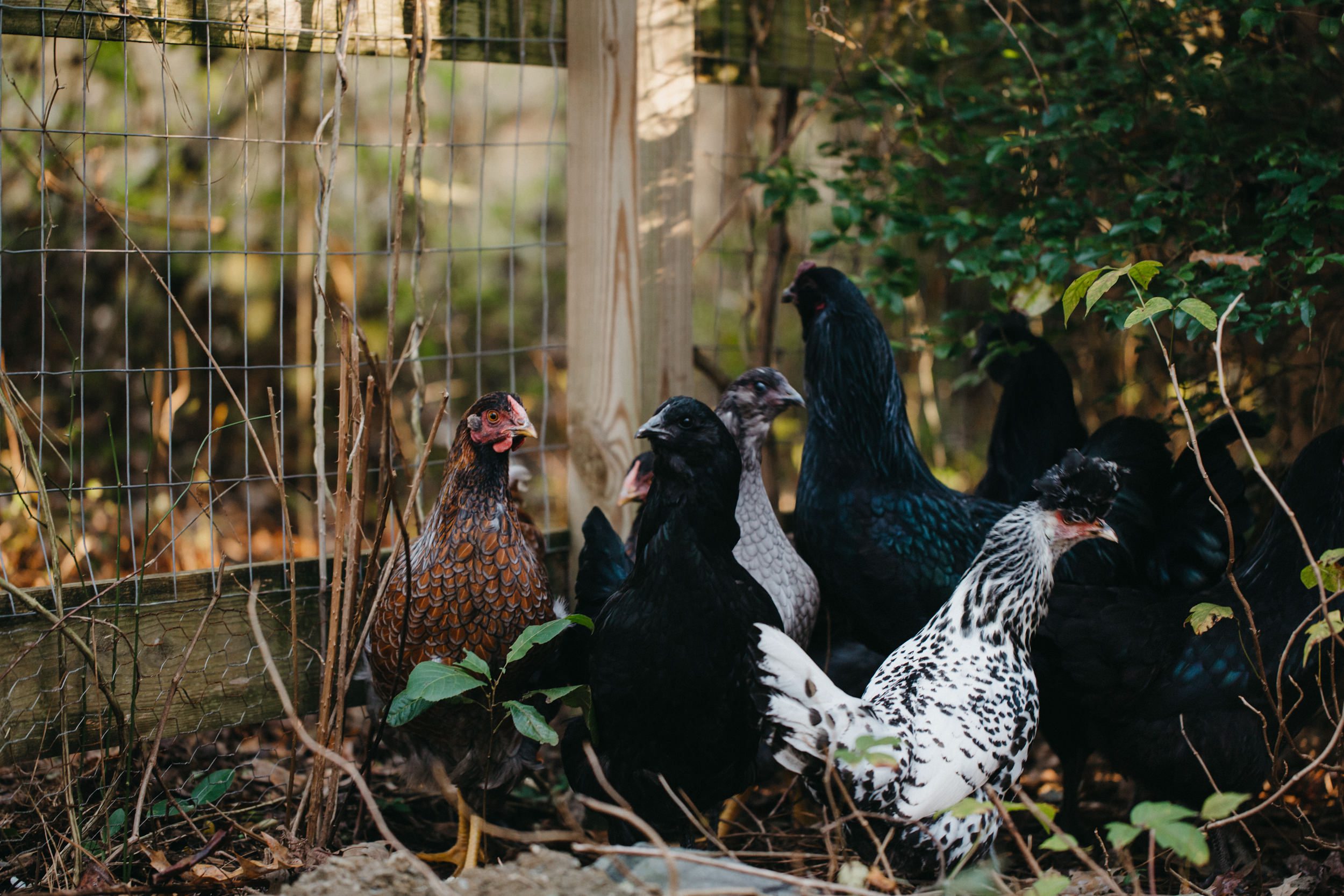 documentary family photography, north carolina